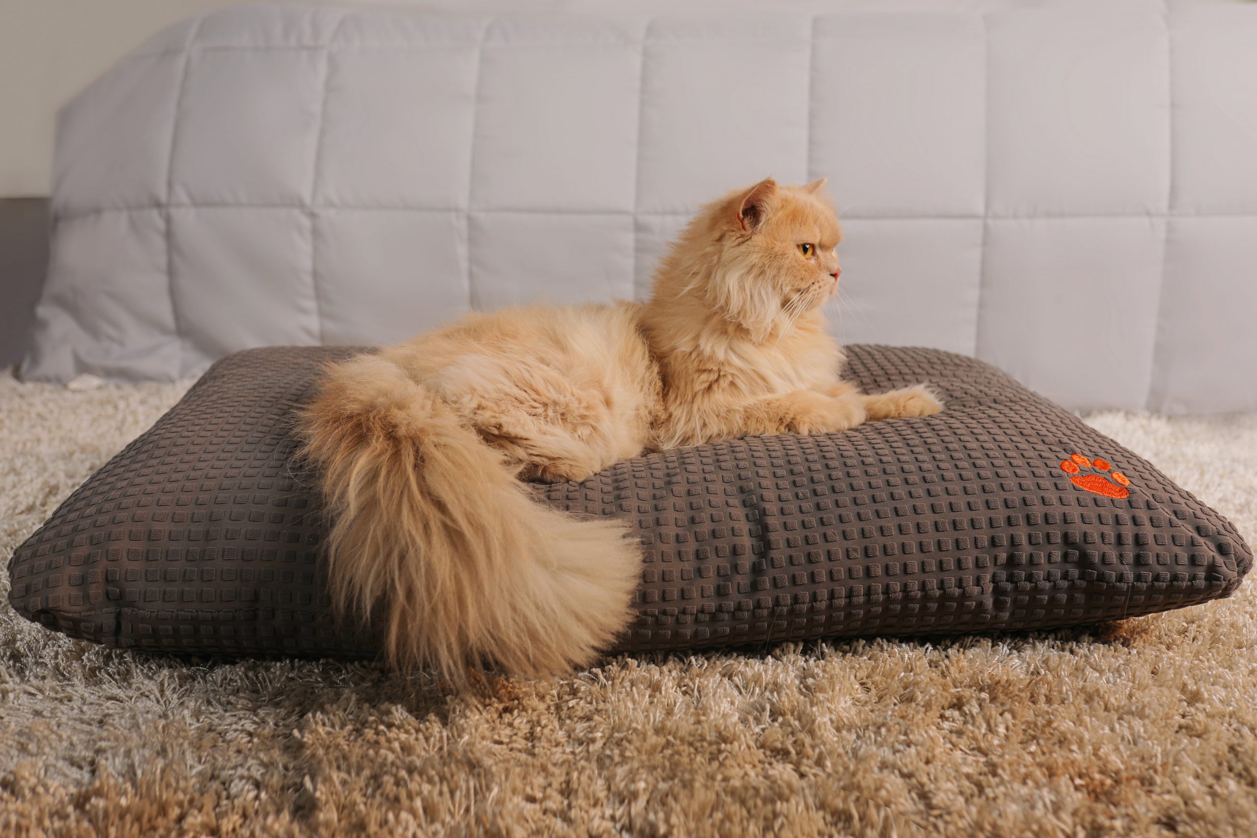 SleepyCat's New Campaign Wakes Up Viewers with a Slapstick Message on Sleep